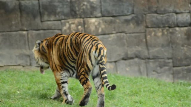 Sumatran Tiger walking in a natural park - Panthera tigris sumatrae