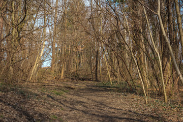 Wald Landschaft im Fr&uuml;hjahr