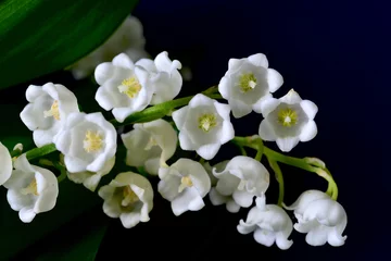 Photo sur Plexiglas Muguet スズランの花