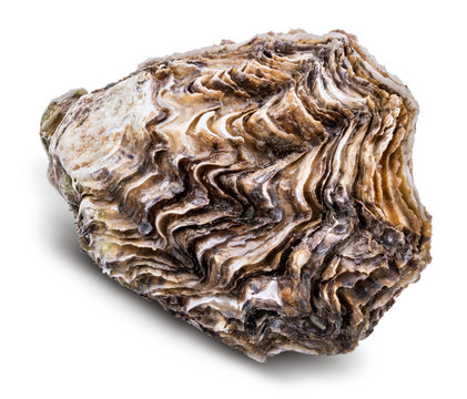 Fresh oyster isolated with shadow. Clipping path.