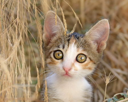 Cute kitten among withered grass, Greece, Europe