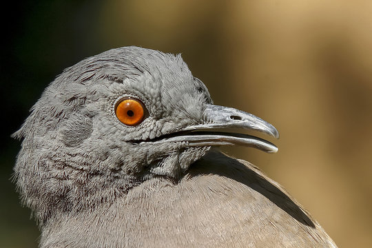 nhambu chitam, brazilian bird