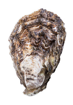 Fresh oyster isolated with shadow. Clipping path.