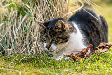 Hauskatze sitzt im Garten