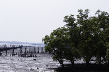 Fototapeta na wymiar Sea and mangrove forests in Thailand