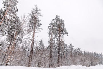 Landscape with winter forest, coniferous trees