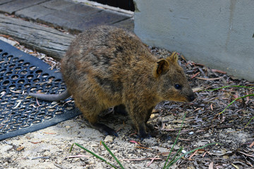 Australia, Zoology, Quokka