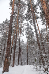 Background with winter forest, winter landscape