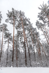 Background with winter forest, winter landscape