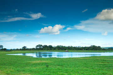 Sri Lanka Lake, Sri lanka landscape, Trees on water, Trees on lake