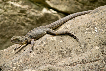 Detail of Australian water dragon in the natur.In Australia.