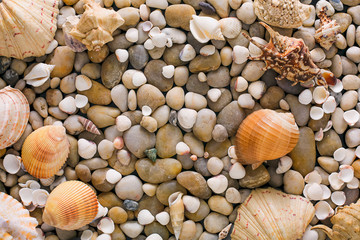 Seashells and pebbles background, natural seashore stones