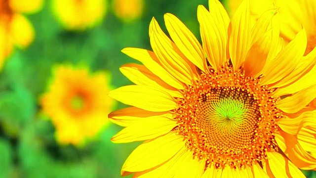Full HD closeup and front view and follow to big sunflower moving on morning with blue sky background from autumn to winter season holiday