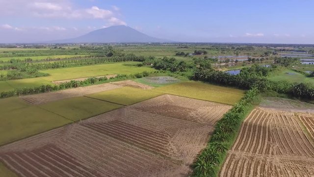 Rice Field