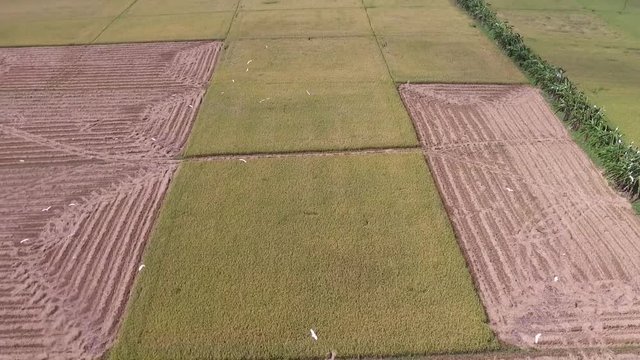 Rice Field