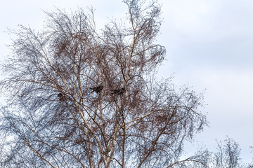 Wald