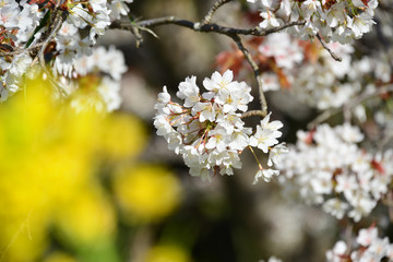 魚見桜