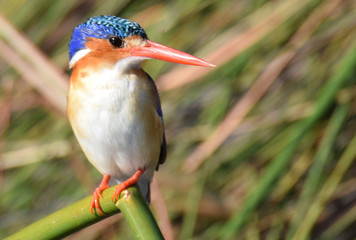 Malachite Kingfisher