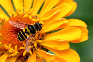 A small bee feeds on a vibrantly yellow zinnia blossom in the garden on a summer day.