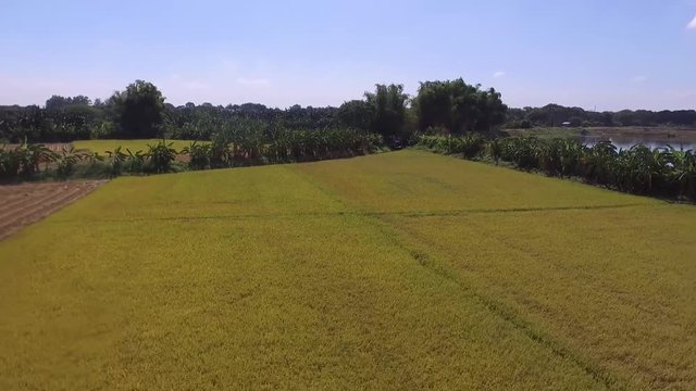 Rice Field