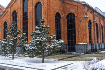 Pine trees in snow against a brick building