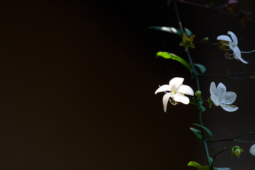 White flowers