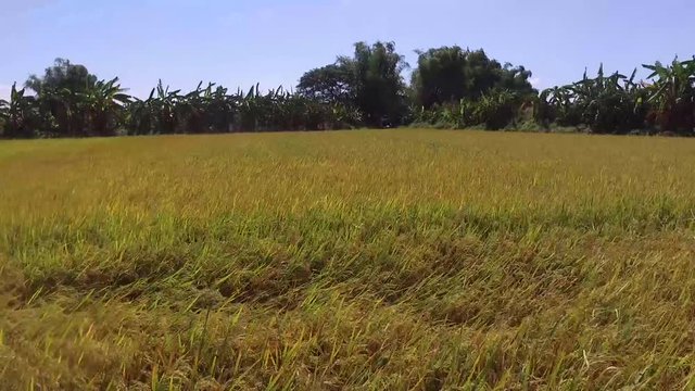 Rice Field