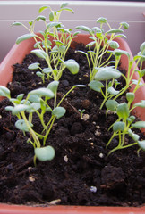 Seedlings of perennial flowers planted