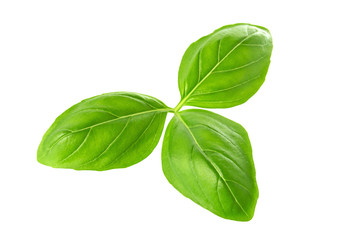 Close up of fresh green basil herb leaves isolated on white background. Sweet Genovese basil