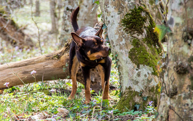A young dog of the Australian kelpie breed plays in the forest