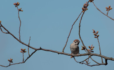 スズメの止まり木
