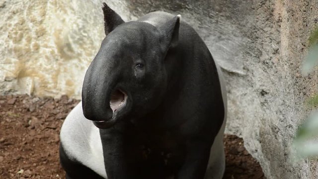 Malayan tapir in a natural park - Tapirus indicus