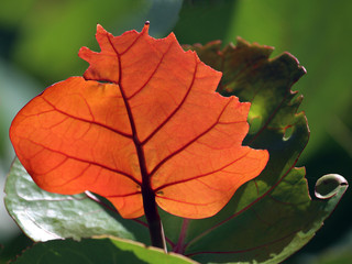 Orange leaft with green backgrond, Barbados, Lesser Antilles, Caribbean