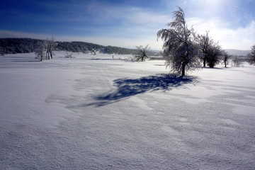 The tree casts a shadow on the snow