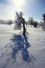 The tree casts a shadow on the snow