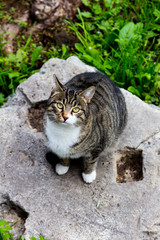 Naklejka na ściany i meble Gray cat in the ruines in Rome (ancient cats)