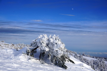 The moon over the snow-covered fur-tree
