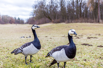 wildgänse