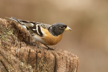 Peppola maschio nel bosco