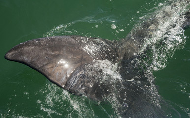 Ojo de Liebre Lagoon,  Baja California Sur state of Mexico: gray whale tail