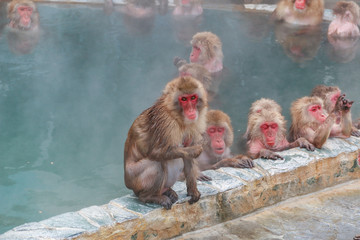 Close up  activities of Snow monkeys in Hakodate  (Japanese macaque) relaxing  in a hot spring pool (onsen) ,Hakodate ,Japan.