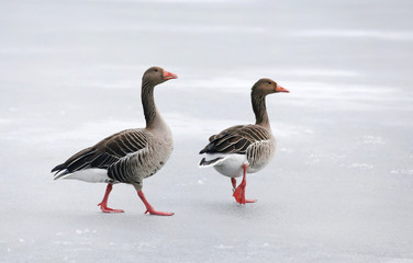 Greylag geese on frozen lake
