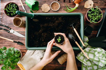 Female hands planting seedlings at home holding garden tools. Hands of girls and little sprouts. Gardening. Flat lay