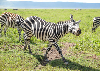 Fototapeta na wymiar lustiges Zebra, gestreiftes Tier, Safari in Afrika, happy