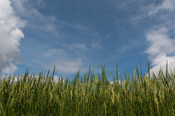 paddy rice plant and green leave with blue sky background.selective focus.