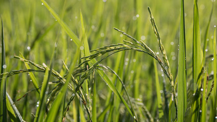 Close up of paddy rice plant and green leave with dew drop and bokeh background.selective focus.