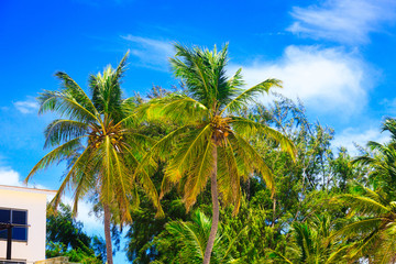 Fototapeta premium Beautiful day on the beach, Punta Cana