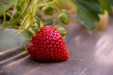 Red Strawberry in a farm under warm light of the sunshine.