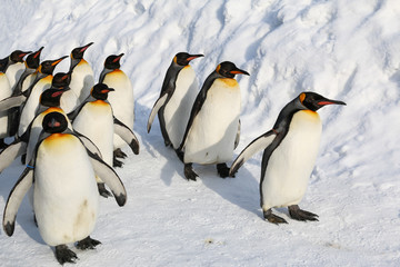 Fototapeta premium King penguins walking on the snow in Asahikawa prefecture,Hokkaido,Japan.