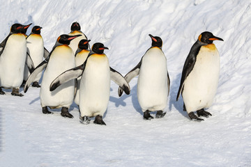 King penguins walking on the snow in Asahikawa prefecture ,Hokkaido,Japan.